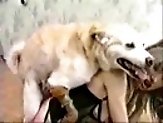 Blondie in lingerie gets shagged by a dog